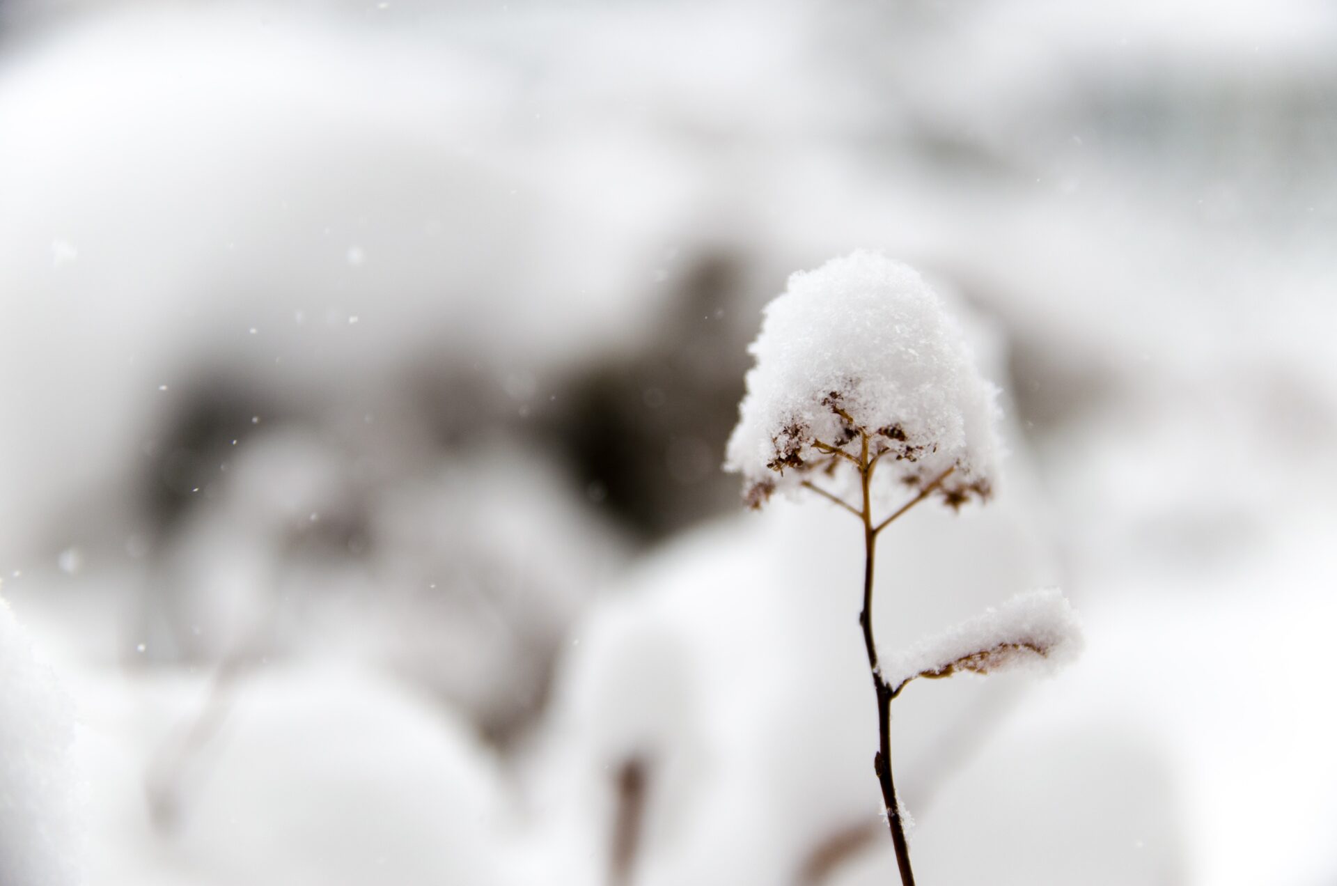 Whiter Than Snow – Jeremy Lallier